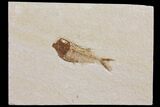 Diplomystus Fossil Fish - Wyoming #103950-1